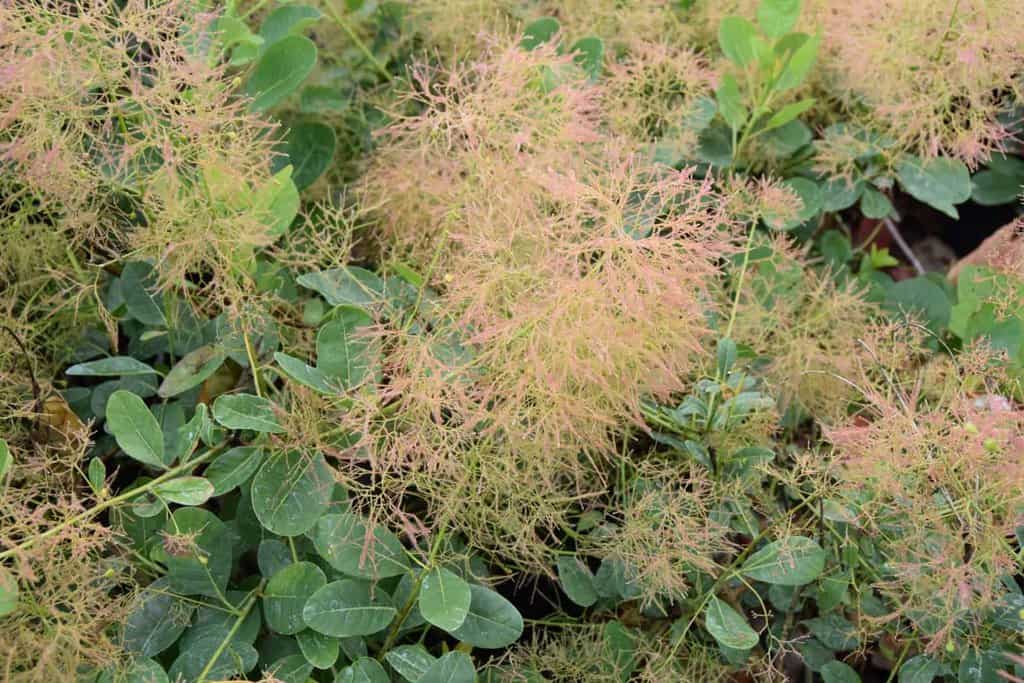 Cotinus coggygria 'Young Lady' 100-125 cm